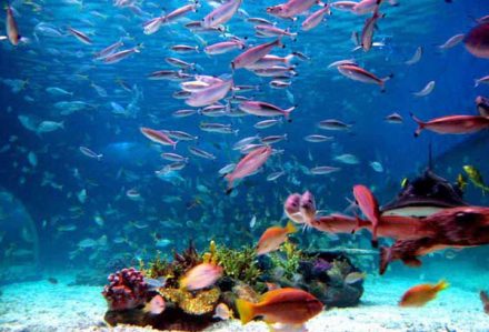 oceanarium-440x299